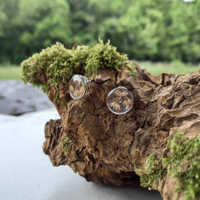 Puces d'oreilles ∙ argenté ∙ Sedum